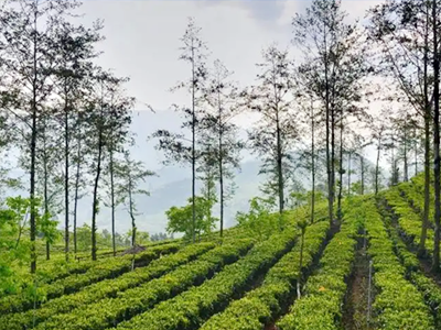 昌宁红茶，温润世界