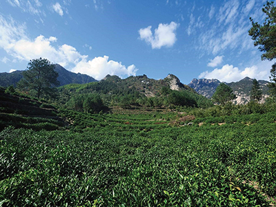 游名山(黄山)玩名水（太平湖）品名茶（黄山毛峰 太平猴魁）习非遗（黄山毛峰世界非遗、太平猴魁世界非遗）