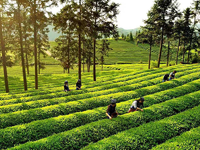 瓷源茶乡 生态浮梁