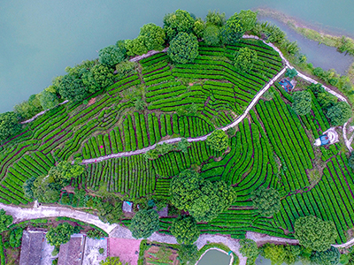 上犹县：打造茶旅融合 助力乡村振兴