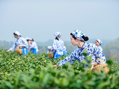 信阳茶韵探索之旅