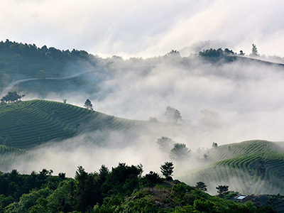 美丽罗山 生态茶乡