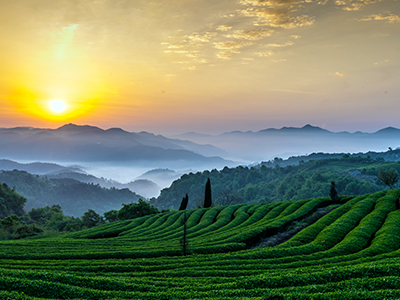 宁海茶旅路线简介