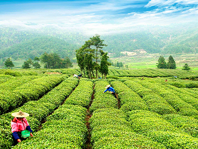 磐安云峰茶旅融合游线路