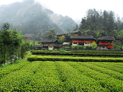 咸丰县茶旅线路