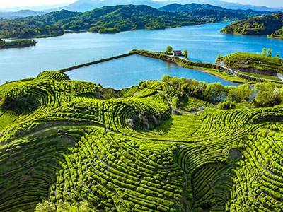 推动茶旅融合互促  凝聚产业发展动能