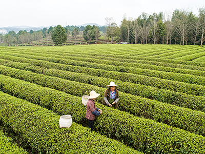 长沙县百里茶廊