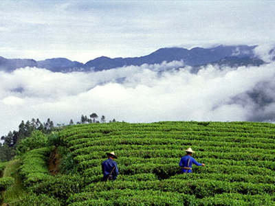 福建宁德寿宁——多彩茶乡