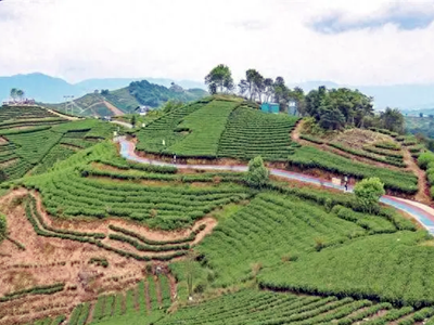 生态清新·福鼎茶旅