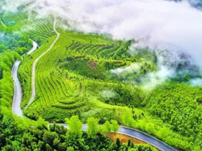 康养胜地 茶源普安