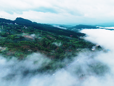 晴隆茶旅：山水茶韵中的文旅新篇
