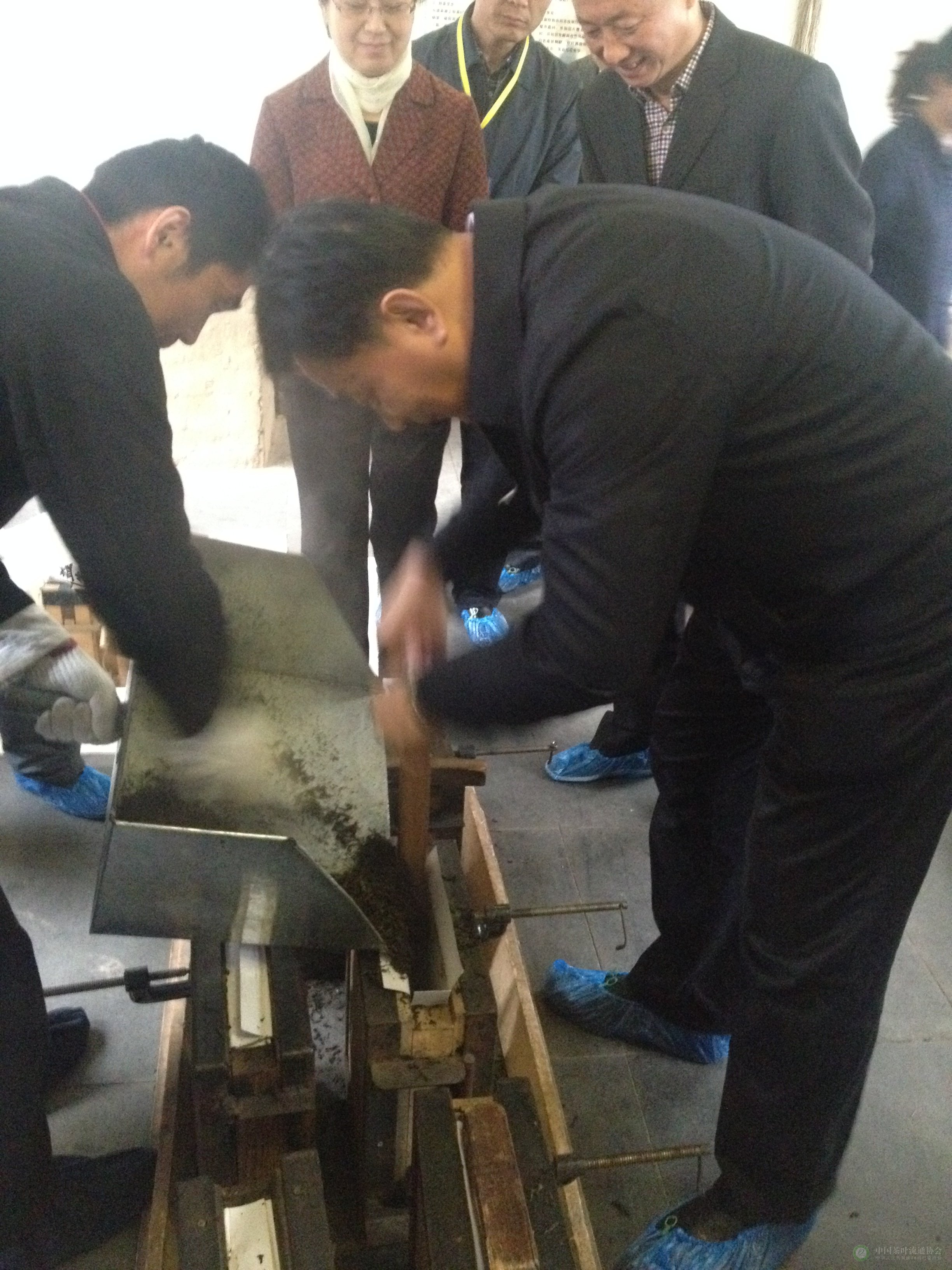 中国茶叶流通协会常务副会长王庆亲身体验黑茶加工过程