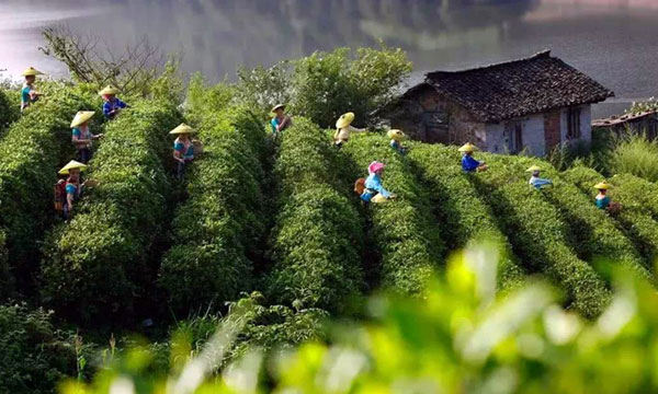 【快讯】2021年中国茶叶出口量36.94万吨