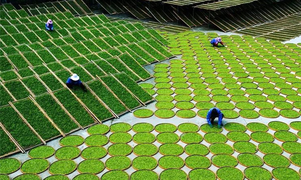 2021中國茶葉消費市場報告——茶葉消費市場發展形勢展望