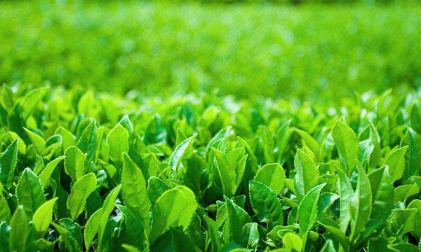 绿色消费促进茶产业高质量发展