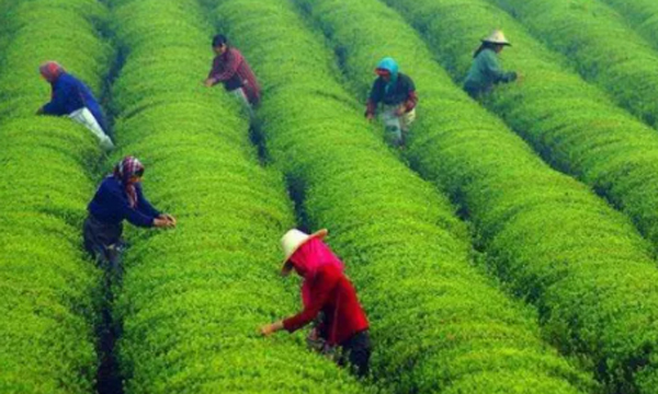 传承与创新 用心做一杯好茶——东山茶厂有限公司