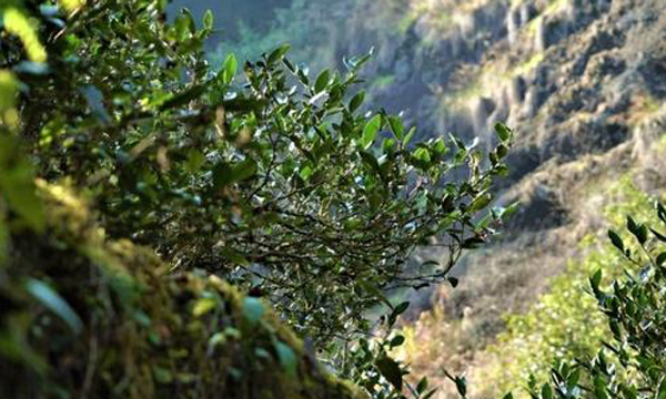 福“见”年味｜福茶，让年味更浓