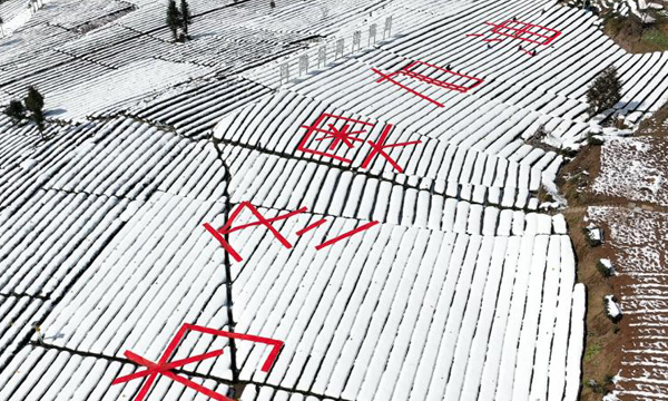 秭归茶农迎冬奥