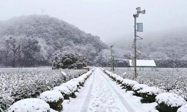 江浙赣地区大雪纷飞，对茶叶生产有什么影响？该如何应对？