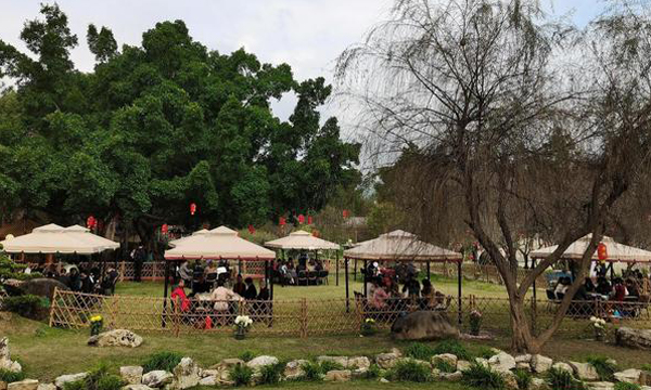 天福茶博园举办第六届赏梅茶会