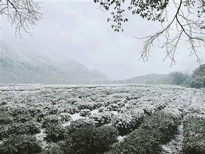 连续低温降雨降雪，西湖龙井茶还好吗？