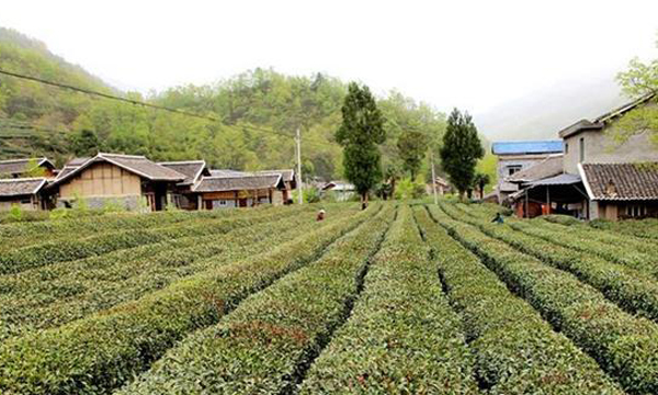 陇南武都：茶叶子化身乡村振兴“金叶子”