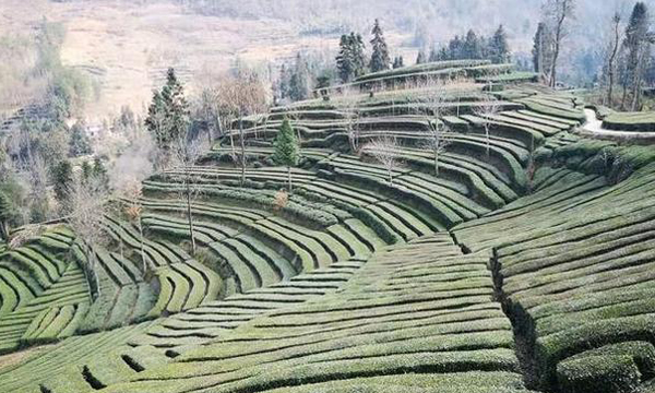 春天的第一杯茶｜今年汉中春茶预计三月中旬开采