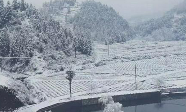 瑞雪兆丰年 湘西春茶蓄势待发