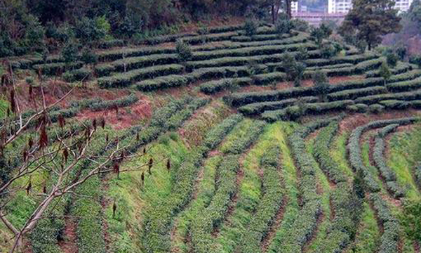 云南双柏：茶产业美了乡村 富了乡亲