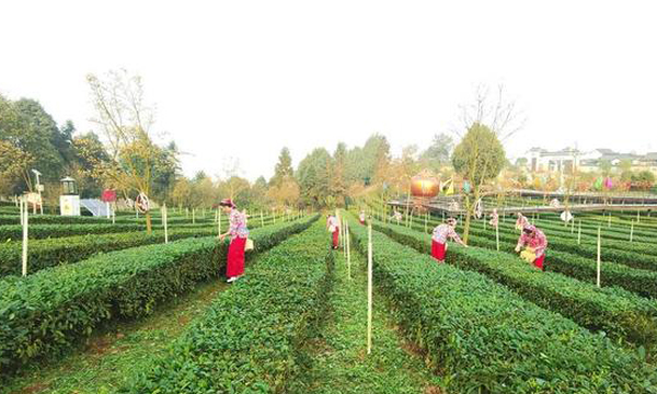 四川宜宾高县茶产业综合产值超70亿元