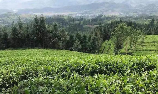 首届贵州（晴隆）早春茶全国采购商大会即将举行