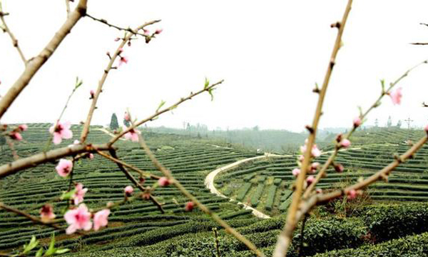 铜壶煮三江 茶香飘四海：2021年宜宾茶业发展成效显著