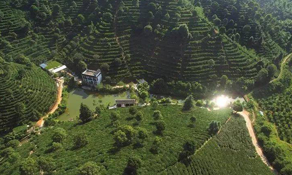 梧州六堡茶——打造百萬畝茶園 帶富一方群眾