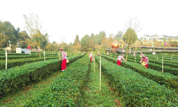 中国农业科学院茶叶研究所发布“宜宾早茶”品质特征