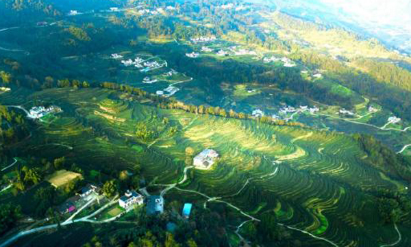 宜宾早茶“早”名远扬 茶产业助推乡村振兴