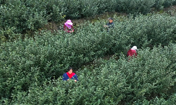 温州永嘉：头茬乌牛早开摘 拉开春茶开采序幕