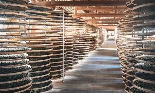 2020年中国茶业非遗项目发展报告