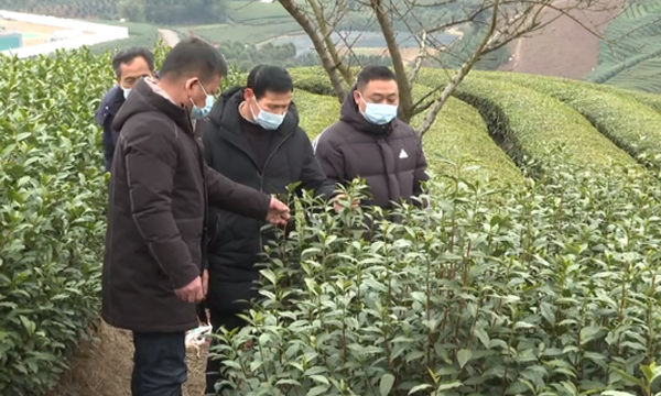 浙江：春茶延迟采摘 雨雪天气注意防范