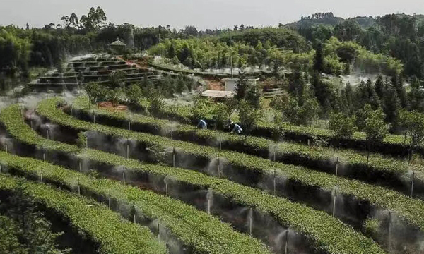 “迟到”的春茶 为何价更高？