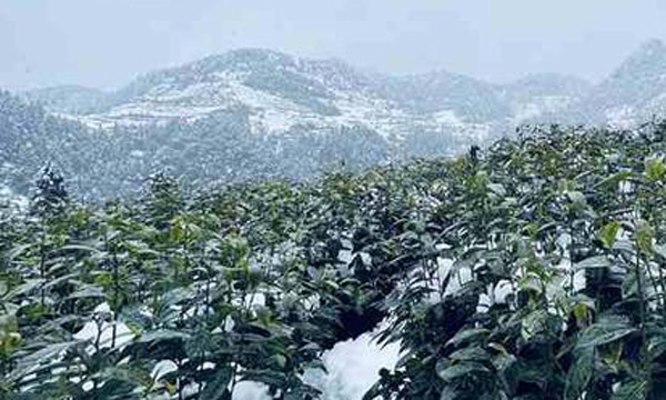 在湖南“第一杯”春茶何时品？