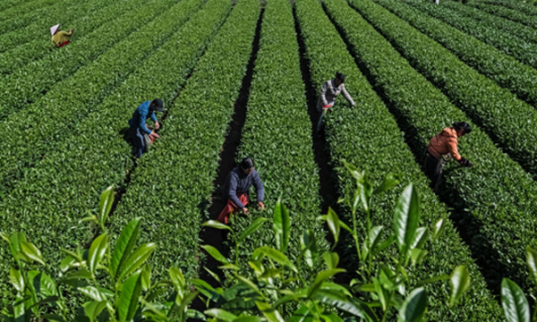 浙江莲都“亿元”茶产业赋能乡村振兴