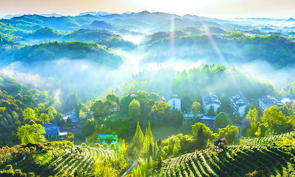 都江堰茶叶：“野放茶”也有“春天”