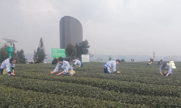茶市看变：一个产茶大县的突围之路