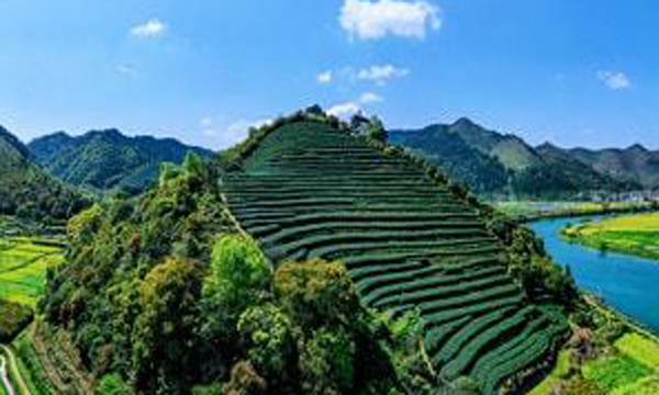 2022开化龙顶新茶3月10日开采 顶级茶价不低于2600元/斤