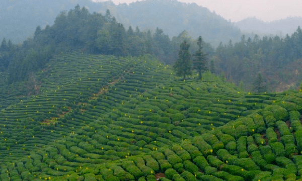 纪录片《祁红·中国香》上海纪实人文频道即将播出