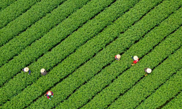 恢复审核，中国茶叶上市还有多长的路要走？
