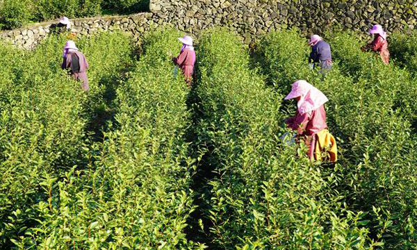 春茶开采春意暖