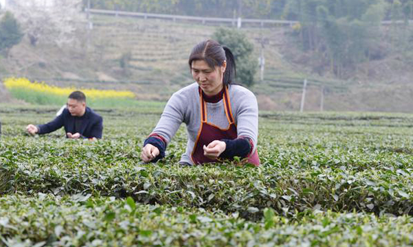 河南茶商双古“抢”独芽，极品独芽鲜叶每斤140元