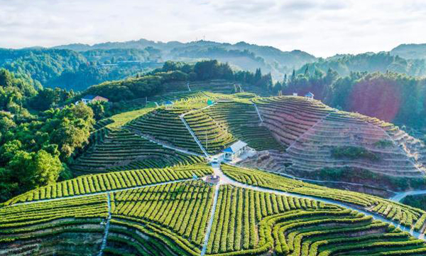 从“脱贫茶”到“振兴叶” 地标产品带动重庆茶产业“腾飞”