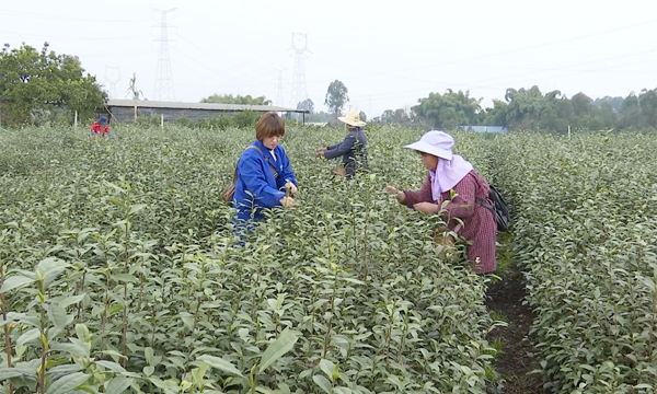 【农民丰收】眉山东坡：春茶飘香 茶农采摘忙